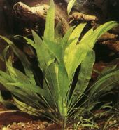 Plante