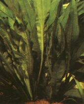Plante