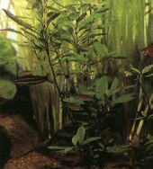 Plante