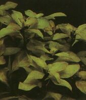 Plante