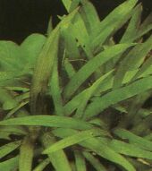 Plante
