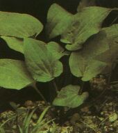 Plante